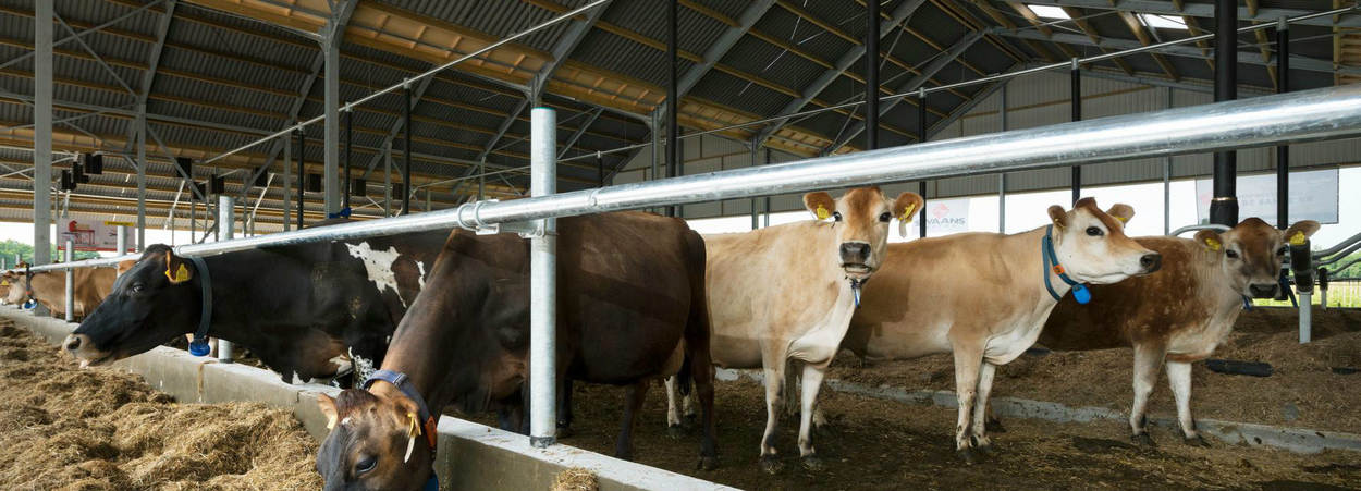 Energieneutrale vrijloopstal met speciale vloer die urine en mest scheidt. Kwatrijnstal in Kaatsheuvel