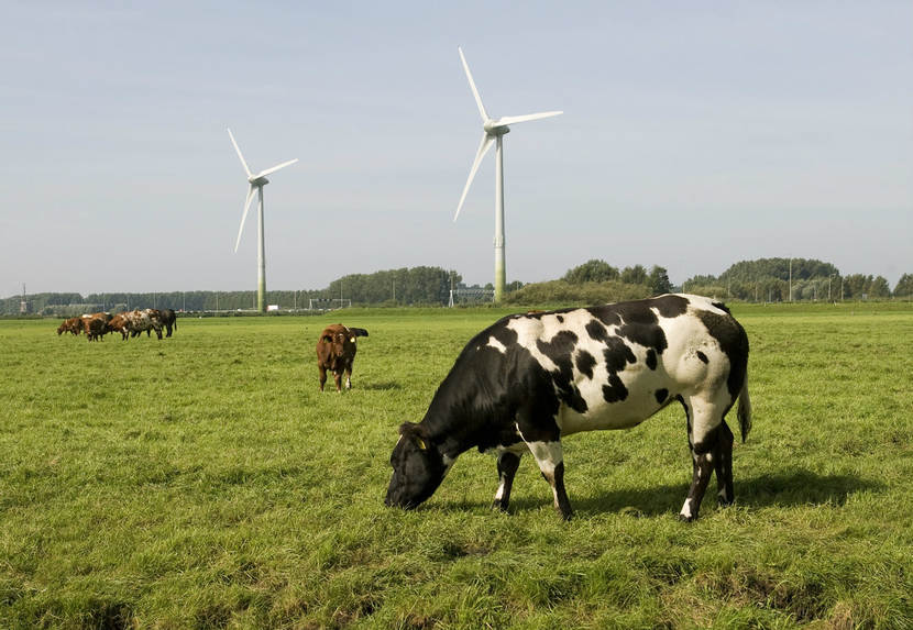 Koeien in de wei met windmolens op de achtergrond